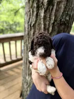 Mochi, a male Poodle - Standard  for sale in Guntersville, AL – 4 of 5