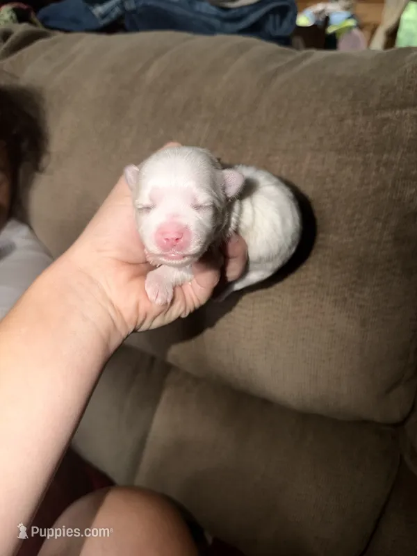 Maltese  – Maltese puppy for sale in Guntersville, AL