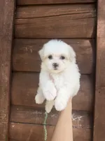 Malti , a male Maltese for sale in Guntersville, AL – 3 of 3