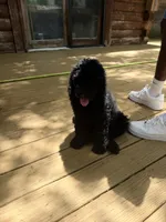 Esther, a female Poodle - Standard  for sale in Guntersville, AL – 6 of 10