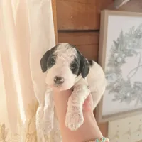 Bluebell, a male Poodle - Miniature  for sale in Guntersville, AL – 3 of 5
