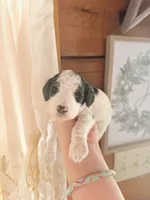 processed/17224332-dc98-4055-8322-1821f8c2c73b/listing/3fdf6637-f3b7-4ef9-805c-28a60f466a2b/021fa7c7-ebca-4cb2-8b35-2729fa44eb21