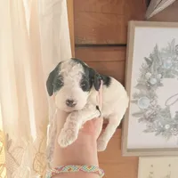 Bluebell, a male Poodle - Miniature  for sale in Guntersville, AL – 5 of 5