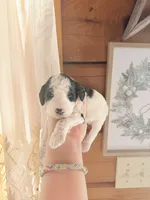 processed/17224332-dc98-4055-8322-1821f8c2c73b/listing/3fdf6637-f3b7-4ef9-805c-28a60f466a2b/146e054a-44a8-4196-985d-324c05e07d3c