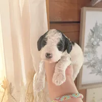 Bluebell, a male Poodle - Miniature  for sale in Guntersville, AL – 1 of 5