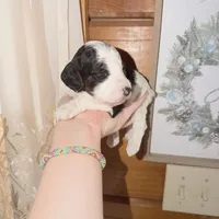 Bluebell, a male Poodle - Miniature  for sale in Guntersville, AL – 4 of 5
