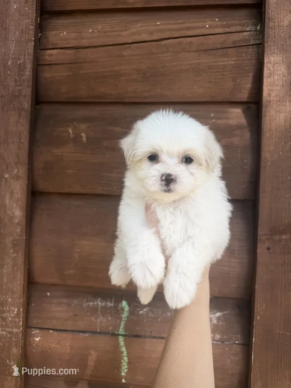 Malti  – Maltese puppy for sale in Guntersville, AL