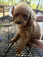 Rowdy , a male Poodle - Miniature  for sale in Guntersville, AL – 5 of 6
