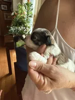 processed/17224332-dc98-4055-8322-1821f8c2c73b/listing/453b75a1-e351-4e5d-bf30-46bfeecfcf4e/5294dd7e-ce4e-4aee-a253-c109ac48fa62