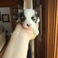 Maltipoo, a female Maltipoo for sale in Guntersville, AL – 2 of 6