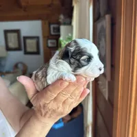 Maltipoo, a female Maltipoo for sale in Guntersville, AL – 3 of 6