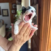 Maltipoo, a female Maltipoo for sale in Guntersville, AL – 4 of 6