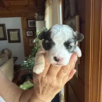 Maltipoo, a female Maltipoo for sale in Guntersville, AL – 6 of 6