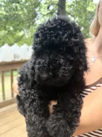 Esther, a female Poodle - Standard  for sale in Guntersville, AL – 8 of 10