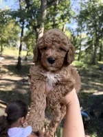 Crew, a male Poodle - Miniature  for sale in Guntersville, AL – 3 of 5