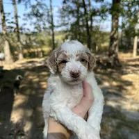 Female, a female Poodle - Miniature  for sale in Guntersville, AL – 4 of 4