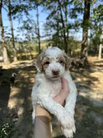 Female, a female Poodle - Miniature  for sale in Guntersville, AL – Photo 4 of 4