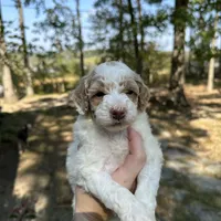 Female, a female Poodle - Miniature  for sale in Guntersville, AL – 1 of 4
