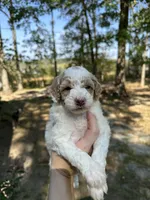 Female, a female Poodle - Miniature  for sale in Guntersville, AL – Photo 1 of 4