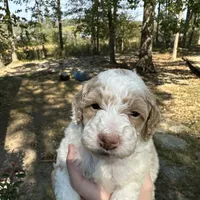 Female, a female Poodle - Miniature  for sale in Guntersville, AL – 2 of 4