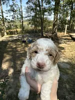 Female, a female Poodle - Miniature  for sale in Guntersville, AL – Photo 2 of 4