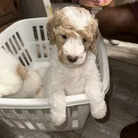 Female, a female Poodle - Miniature  for sale in Guntersville, AL – 3 of 4