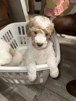 Female, a female Poodle - Miniature  for sale in Guntersville, AL – Photo 3 of 4