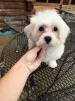 Male maltese, a male Maltese for sale in Guntersville, AL – 2 of 3