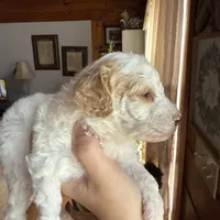 Mini poodle, a female Poodle - Miniature  for sale in Guntersville, AL – 3 of 4