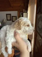 Mini poodle, a female Poodle - Miniature  for sale in Guntersville, AL – Photo 3 of 4