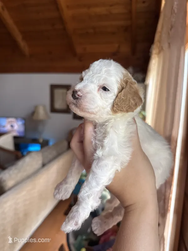 Mini poodle