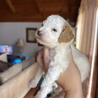 Mini poodle, a female Poodle - Miniature  for sale in Guntersville, AL – 1 of 4