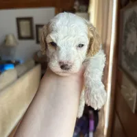 Mini poodle, a female Poodle - Miniature  for sale in Guntersville, AL – 4 of 4