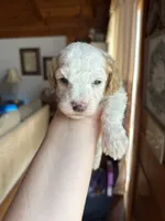 Mini poodle, a female Poodle - Miniature  for sale in Guntersville, AL – Photo 4 of 4