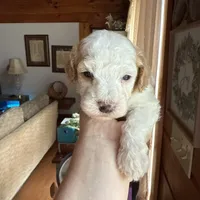 Mini poodle, a female Poodle - Miniature  for sale in Guntersville, AL – 2 of 4