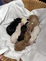 Bluebell, a female Poodle - Miniature  for sale in Guntersville, AL – Photo 2 of 2