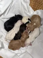 Bluebell, a female Poodle - Miniature  for sale in Guntersville, AL – Photo 1 of 2