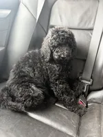 Esther, a female Poodle - Standard  for sale in Guntersville, AL – 5 of 10