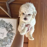White/apricot, a male Poodle - Miniature  for sale in Guntersville, AL – 1 of 4