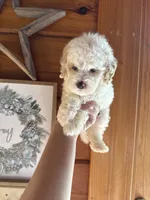 White/apricot, a male Poodle - Miniature  for sale in Guntersville, AL – Photo 1 of 4