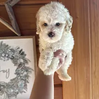 White/apricot, a male Poodle - Miniature  for sale in Guntersville, AL – 2 of 4