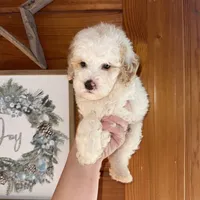 White/apricot, a male Poodle - Miniature  for sale in Guntersville, AL – 4 of 4