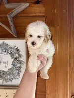 White/apricot, a male Poodle - Miniature  for sale in Guntersville, AL – Photo 4 of 4