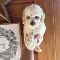 White/apricot, a male Poodle - Miniature  for sale in Guntersville, AL – 3 of 4