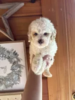 White/apricot, a male Poodle - Miniature  for sale in Guntersville, AL – Photo 3 of 4