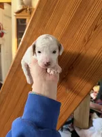 Lilac, a female Poodle - Miniature  for sale in Guntersville, AL – Photo 1 of 2