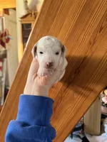 Lilac, a female Poodle - Miniature  for sale in Guntersville, AL – Photo 2 of 2