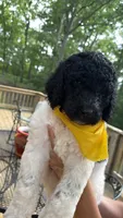 Venti, a male Poodle - Standard  for sale in Guntersville, AL – 2 of 4