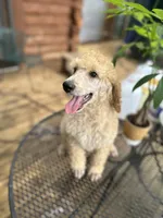 processed/17224332-dc98-4055-8322-1821f8c2c73b/listing/65d876da-3198-4d2c-bfbd-262fb0b1ec73/30b7068f-b44e-45f2-8fa6-ae6c74e41f49