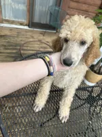 processed/17224332-dc98-4055-8322-1821f8c2c73b/listing/65d876da-3198-4d2c-bfbd-262fb0b1ec73/6f5d94eb-52c1-4700-949c-a92992cf4c37